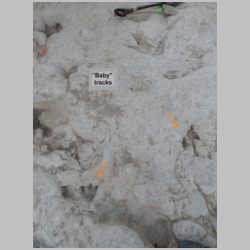 DSCN0690 labeled.jpg